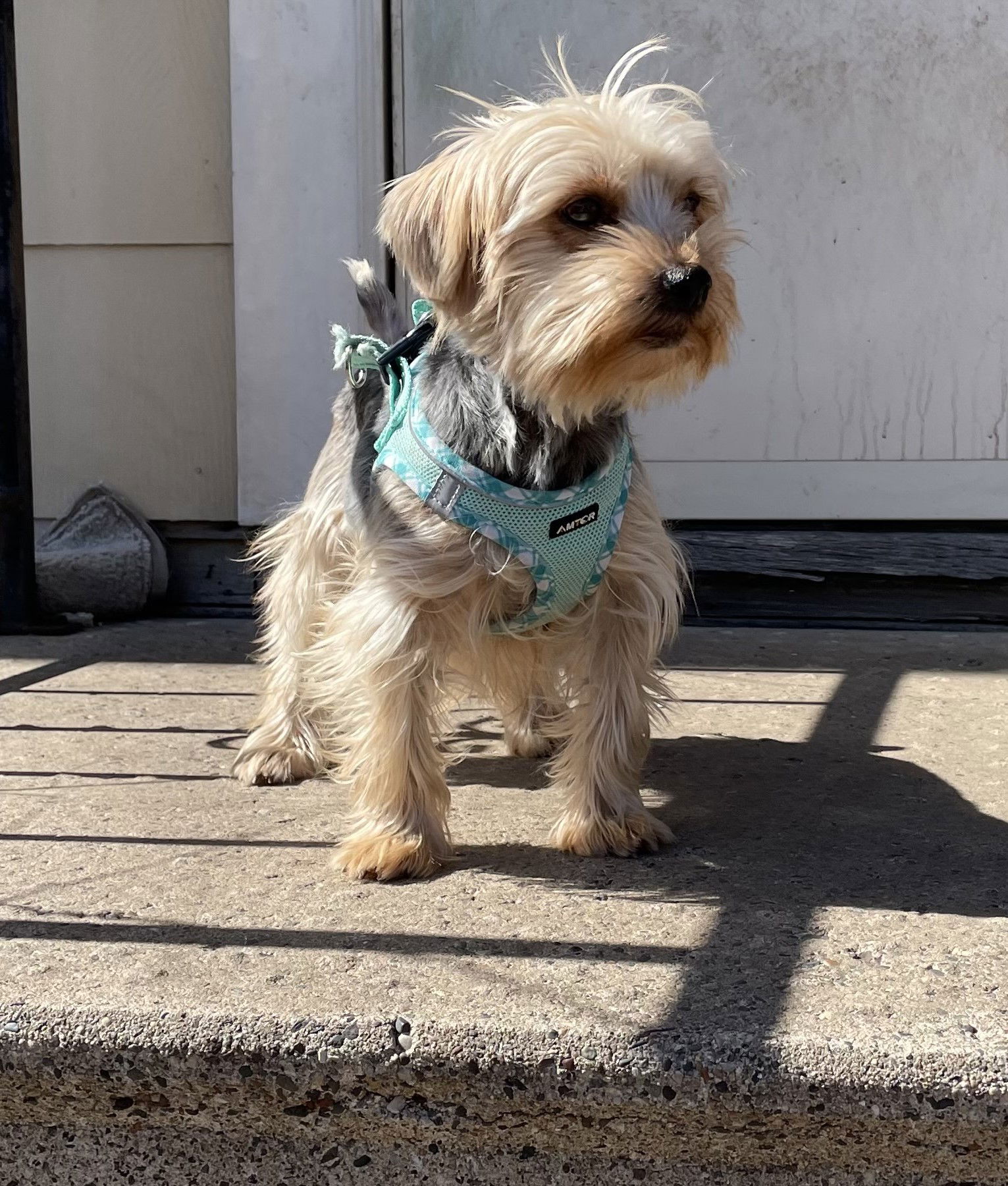 Dog for Adoption WinnDixie, a Yorkshire Terrier Yorkie in Le Center