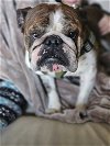 adoptable Dog in minneapolis, MN named Bubba