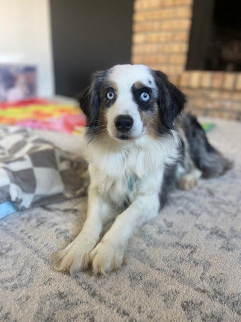 adoptable Dog in Minneapolis, MN named Star