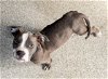 adoptable Dog in minneapolis, MN named Binky