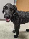 adoptable Dog in minneapolis, MN named Clark