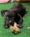 adoptable Dog in minneapolis, MN named Boujee