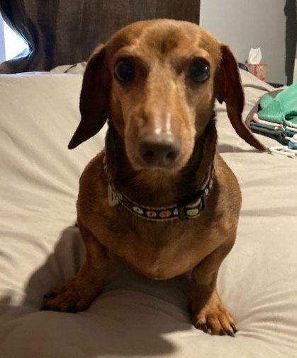 adoptable Dog in Minneapolis, MN named Estelle