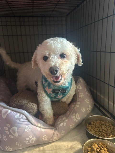 adoptable Dog in Minneapolis, MN named Lila