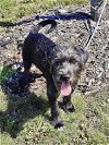 adoptable Dog in minneapolis, MN named Dalton