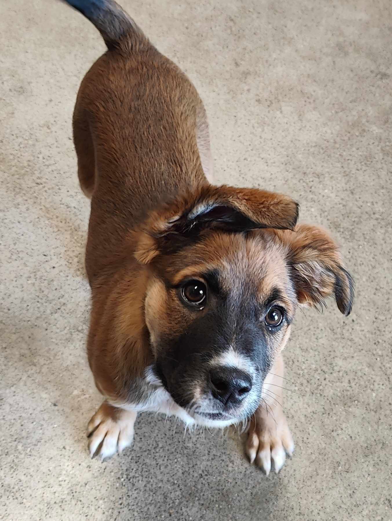 Wisconsin Rescue Dogs Dog for Adoption - Rozalynn, a German Shepherd Dog in Pierce County, WI ...