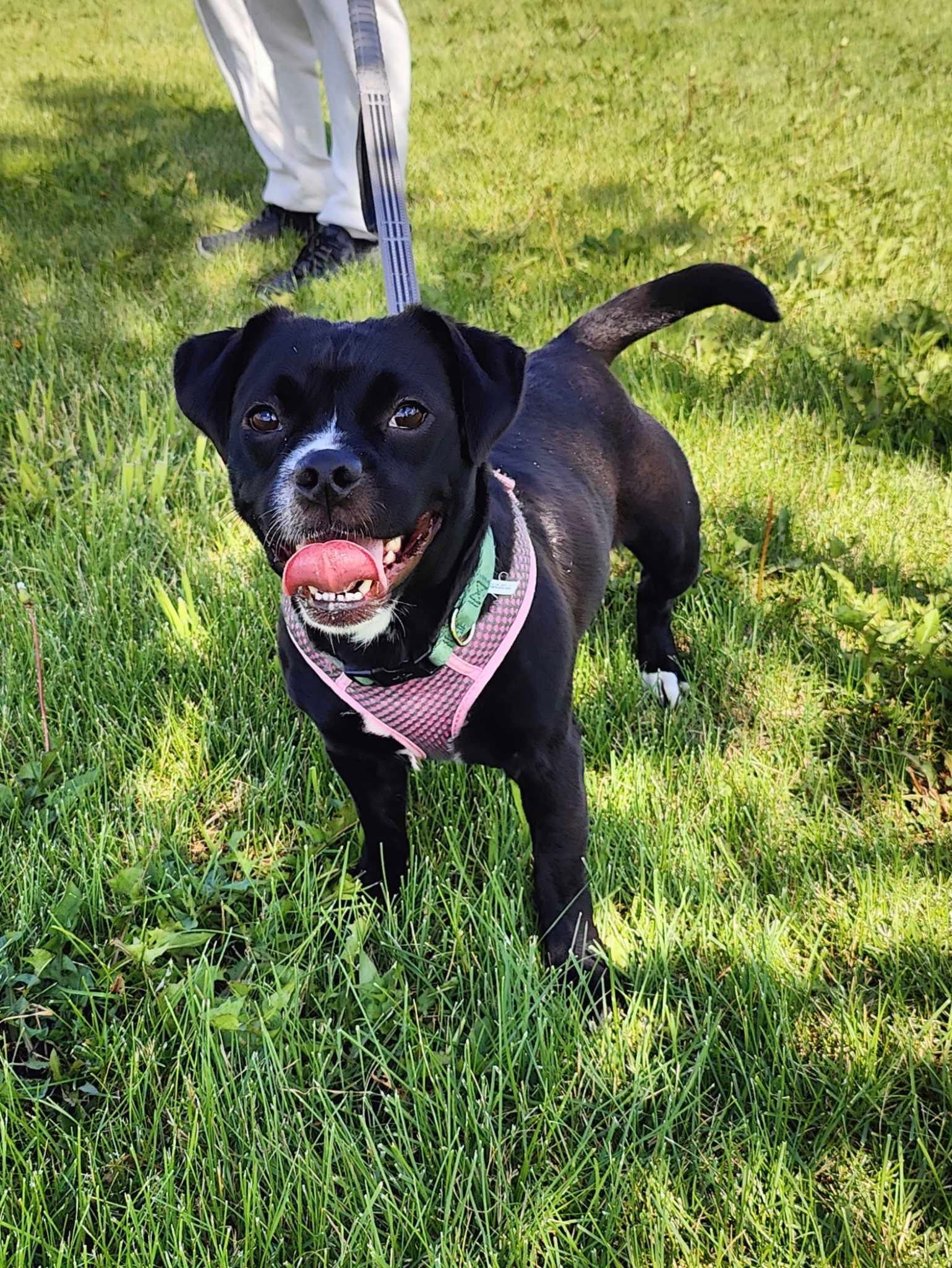 adoptable Dog in Minneapolis, MN named Valeria