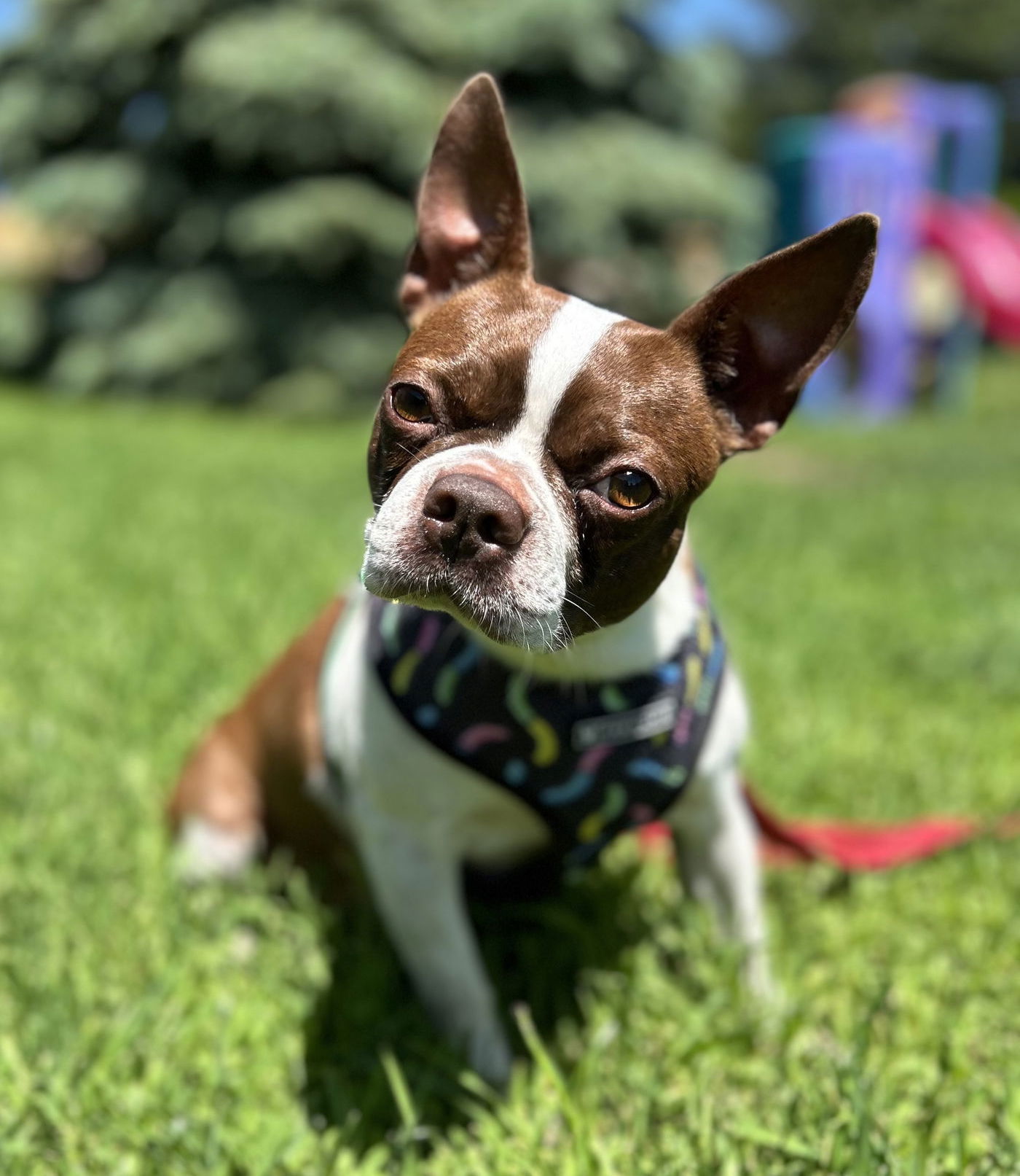 adoptable Dog in Minneapolis, MN named Boston Cream Pie