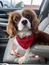 Otto