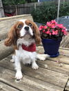 Otto
