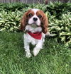 Otto