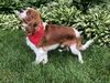 Otto