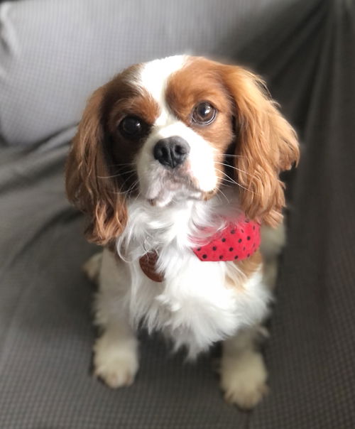 Otto