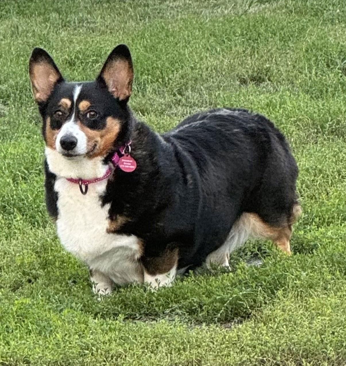 adoptable Dog in Minneapolis, MN named Cookie