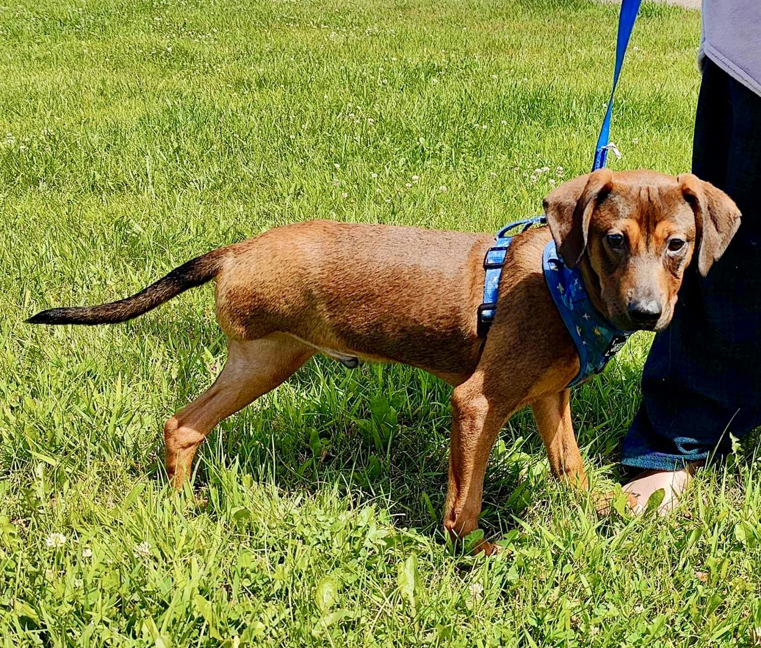 adoptable Dog in Minneapolis, MN named Croissant