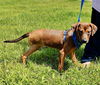 adoptable Dog in  named Croissant