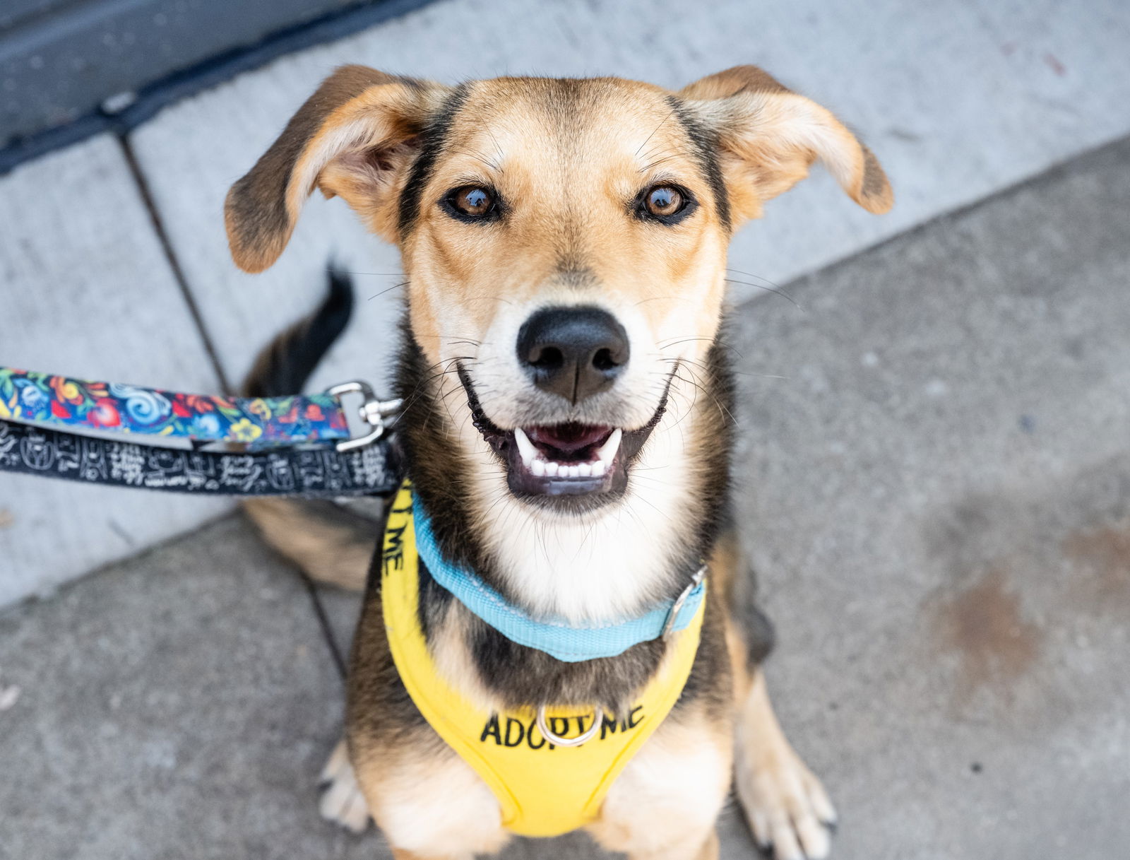 adoptable Dog in Minneapolis, MN named Sarabi