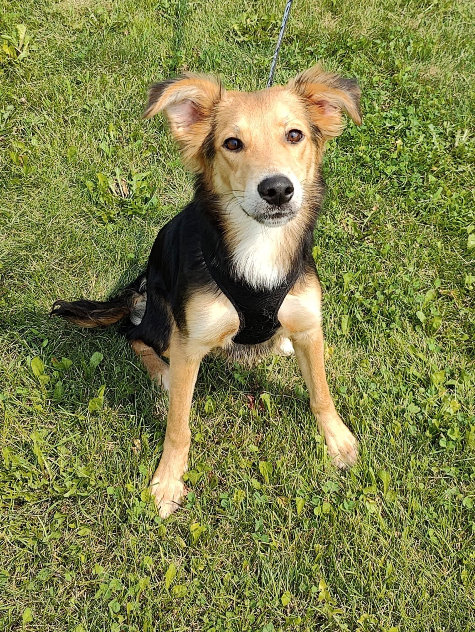 adoptable Dog in Minneapolis, MN named Scotty