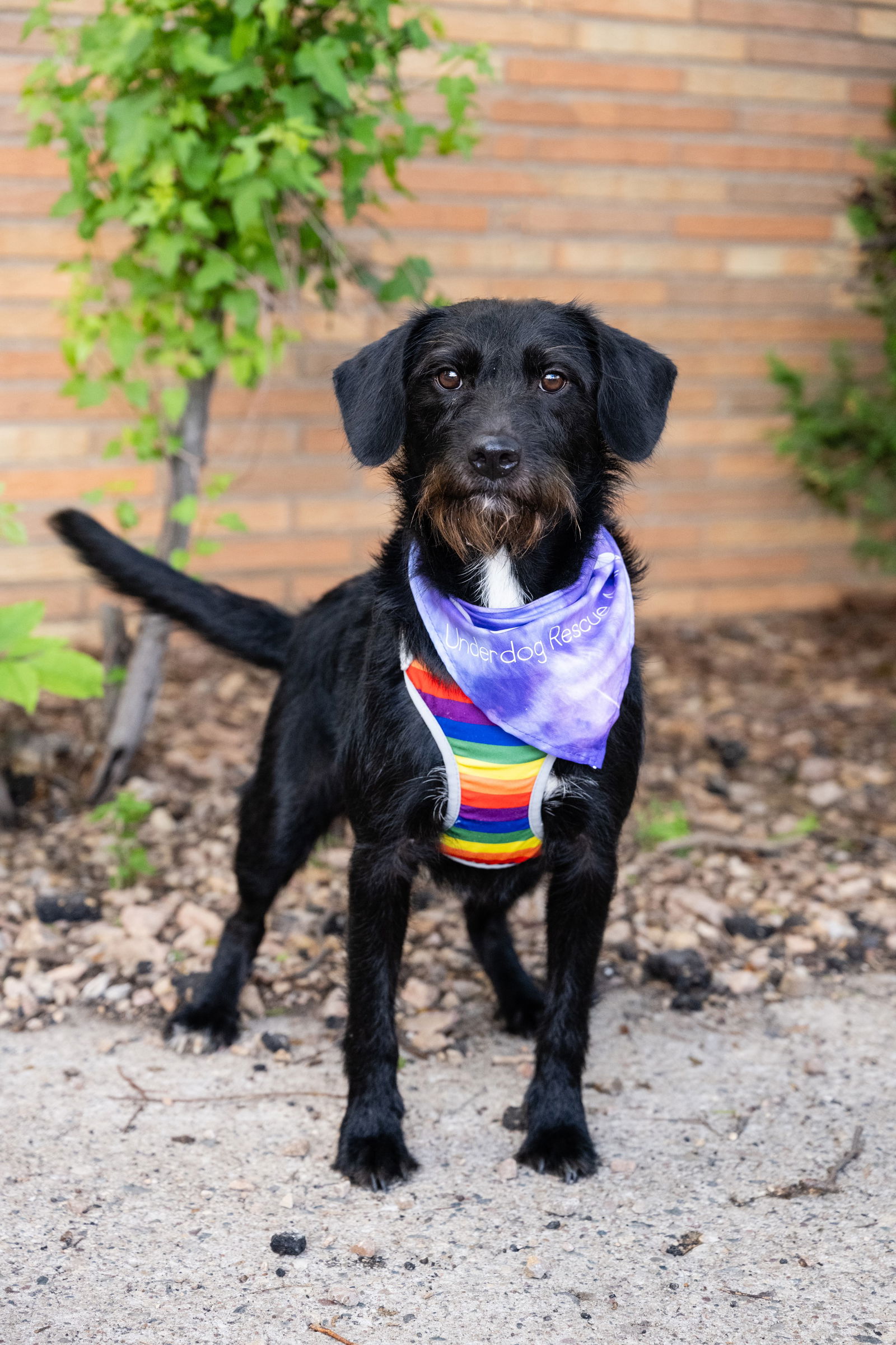 adoptable Dog in Minneapolis, MN named Wilma