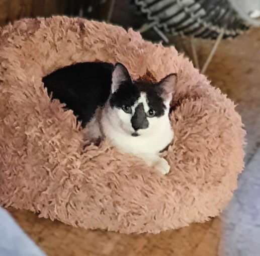 adoptable Cat in Minneapolis, MN named Banoffee