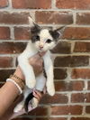 adoptable Cat in , MN named Brownie