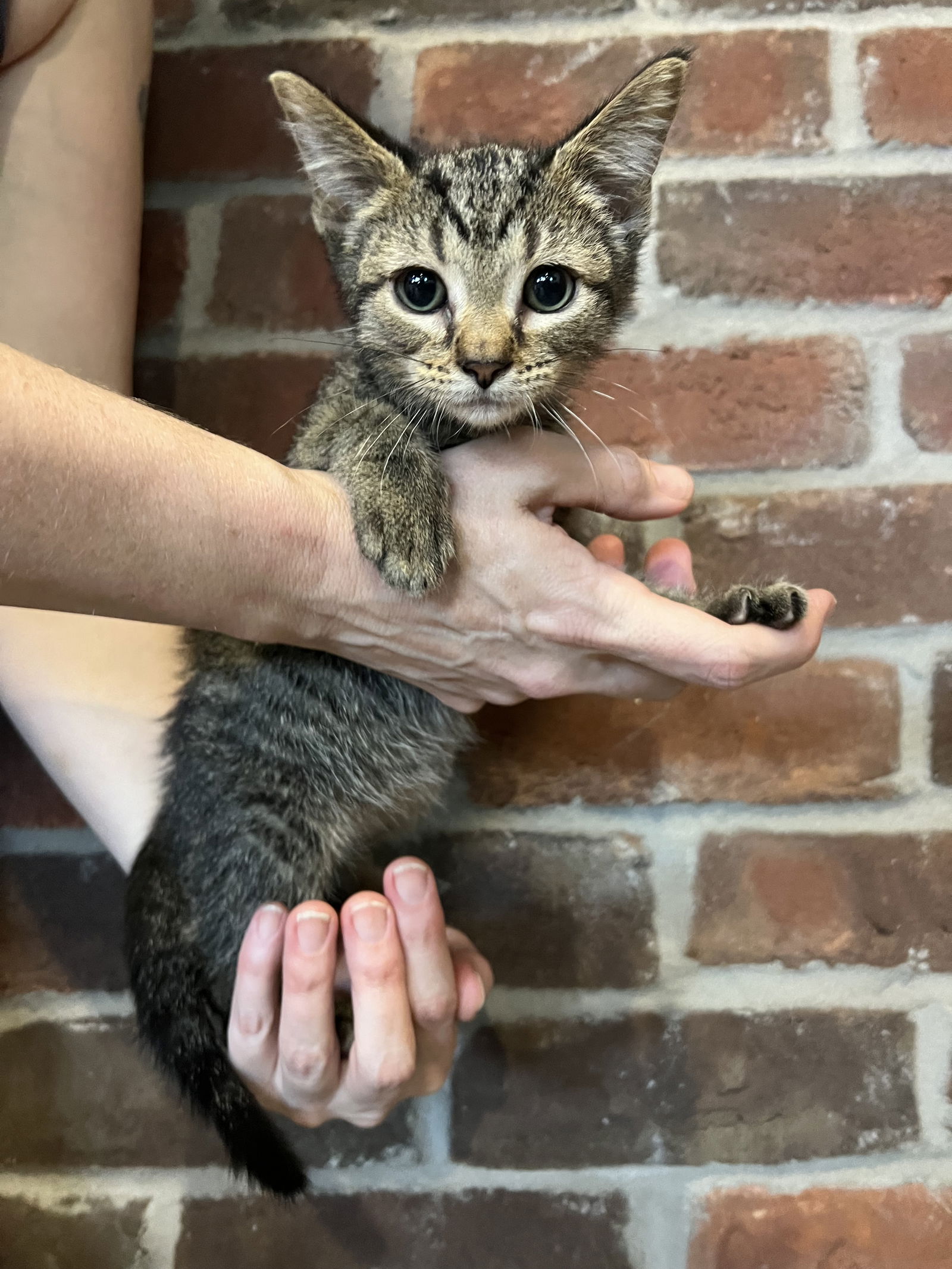 adoptable Cat in Minneapolis, MN named Biscotti