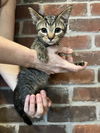 adoptable Cat in , MN named Biscotti