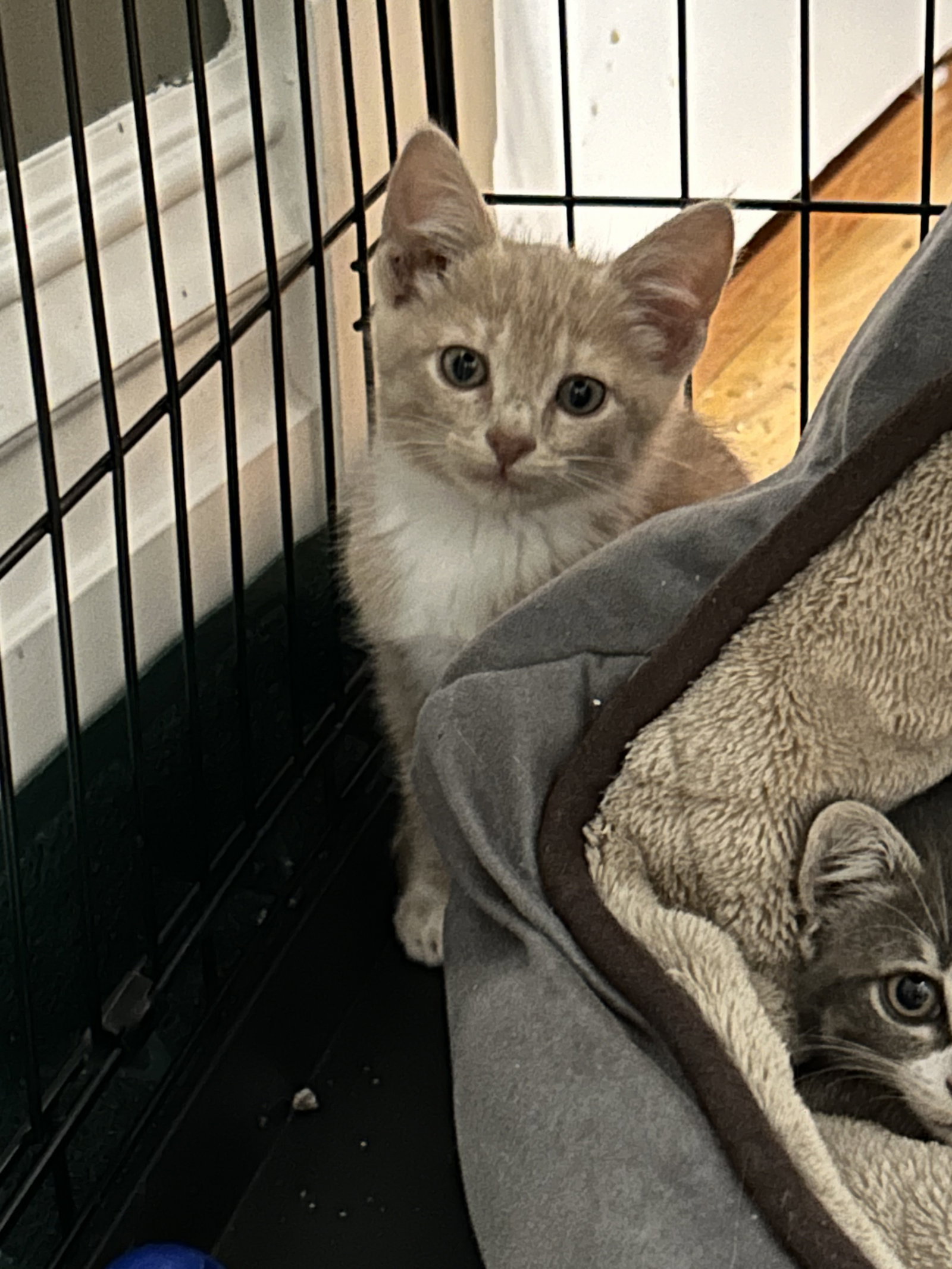 Cats for Adoption in Elko New Market, Minnesota | Alpha Paw