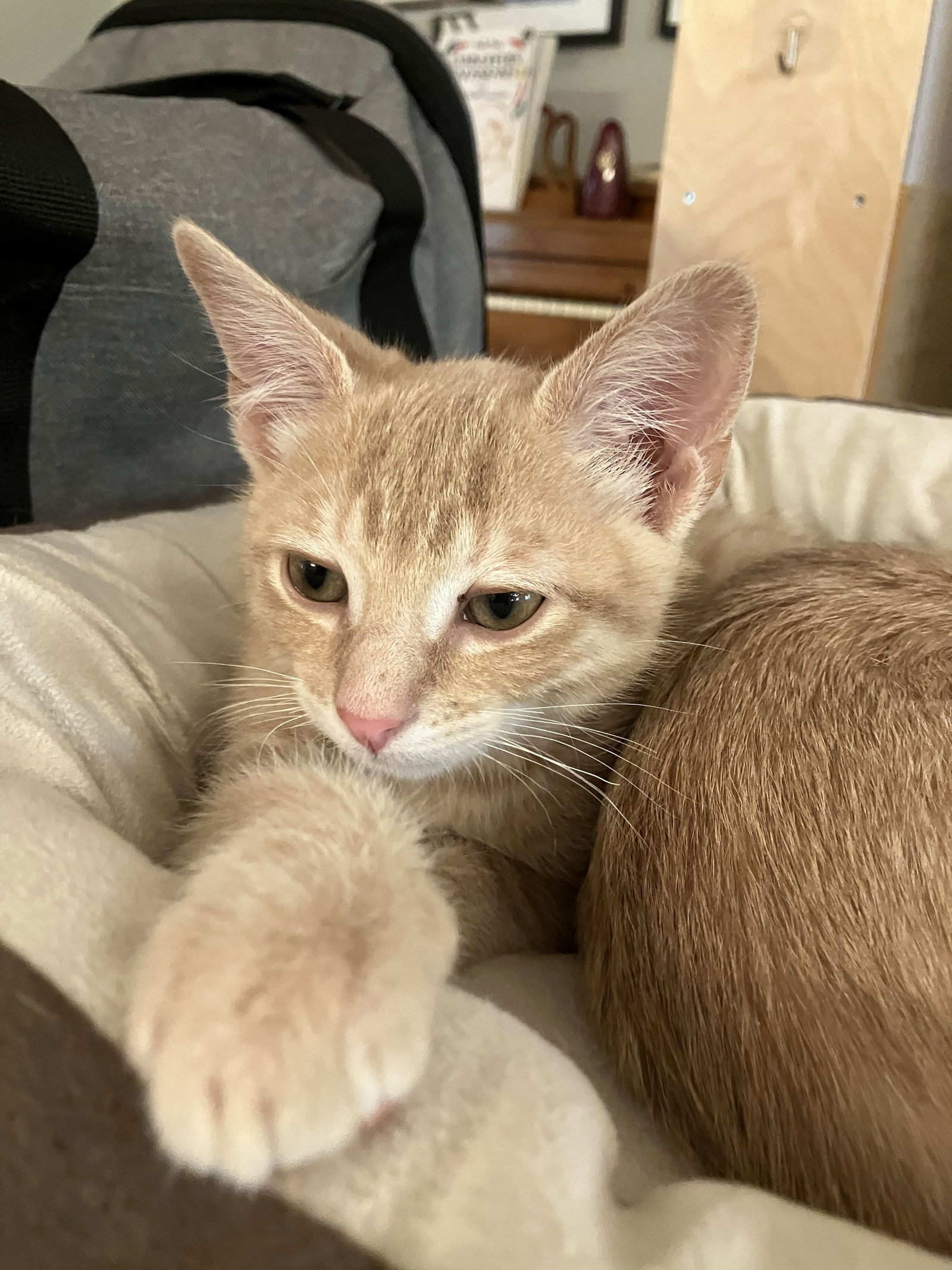 adoptable Cat in Minneapolis, MN named Oak