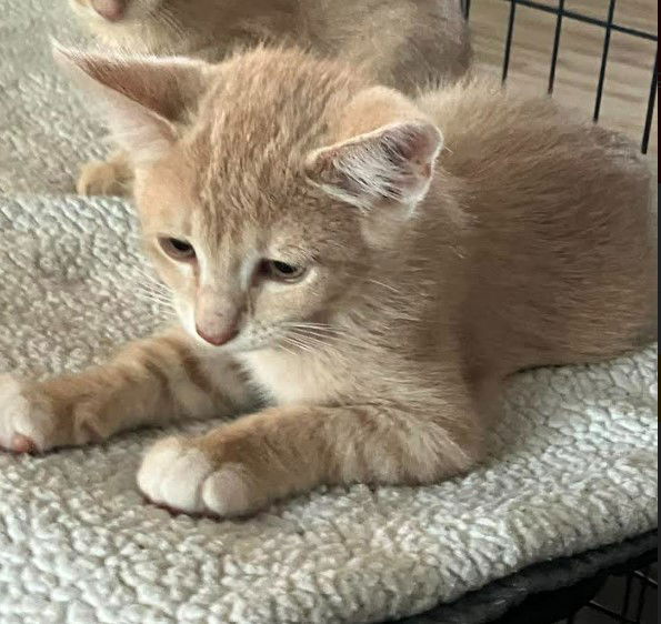 adoptable Cat in Minneapolis, MN named Cedar