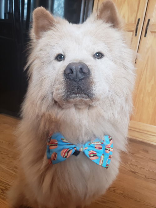 Oso