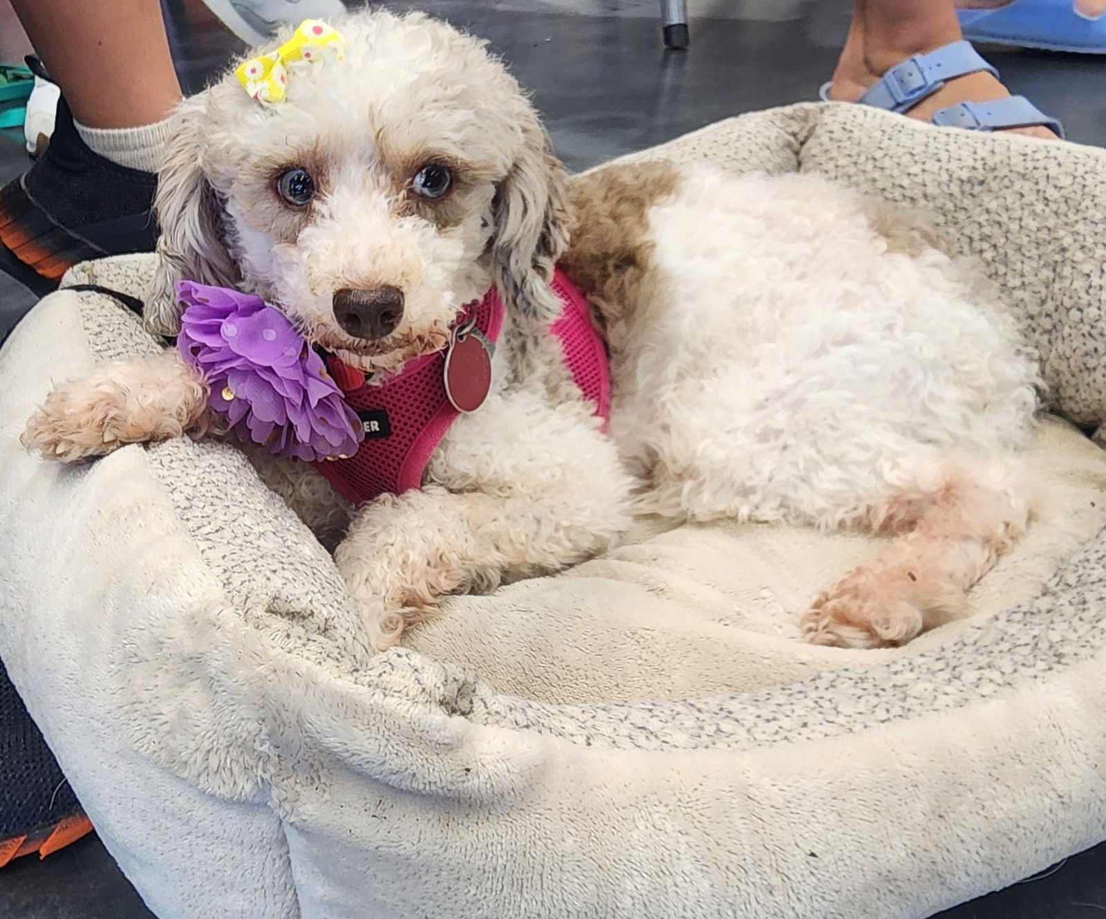 adoptable Dog in Minneapolis, MN named Brioche