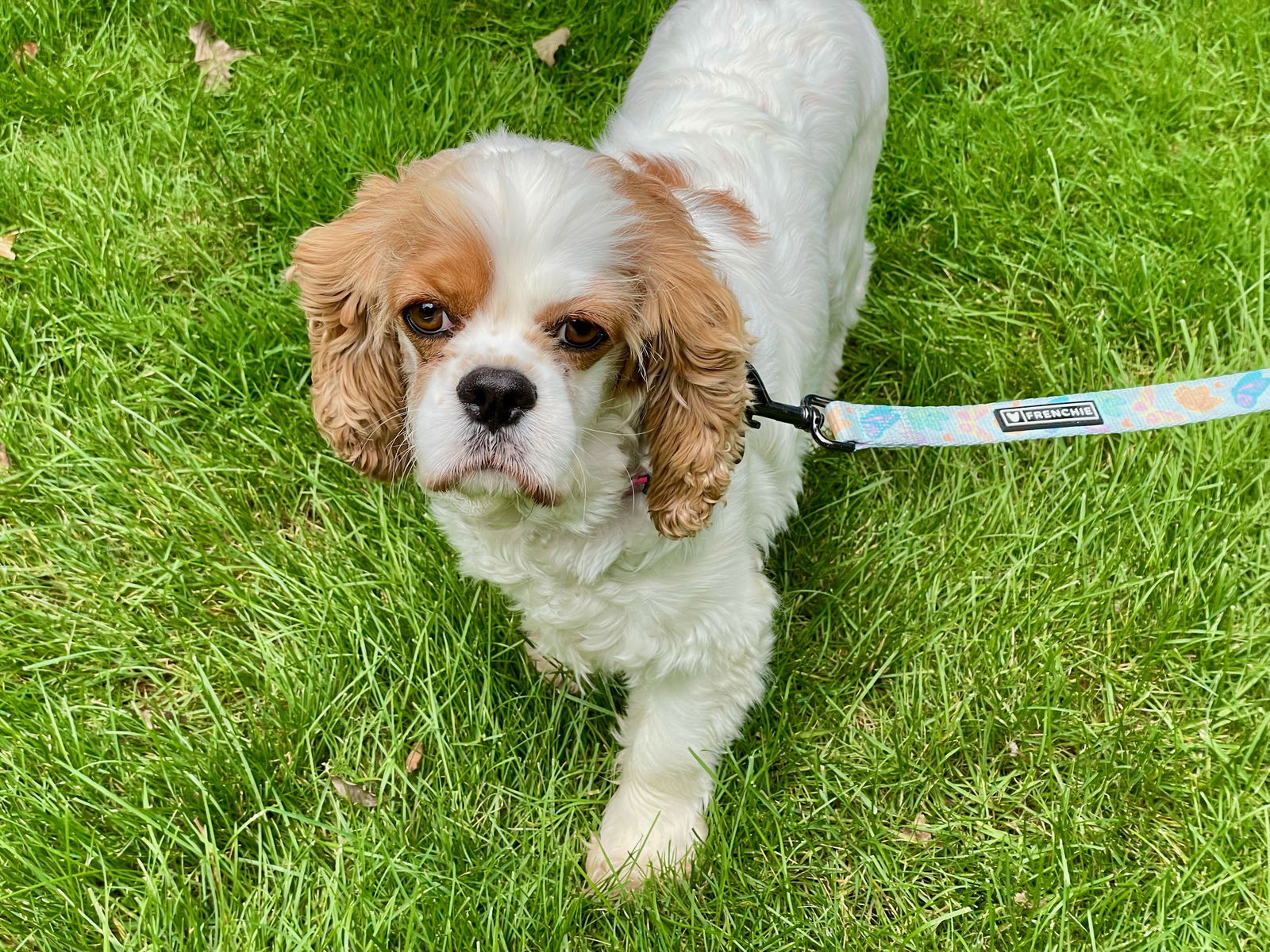 adoptable Dog in Minneapolis, MN named Libby