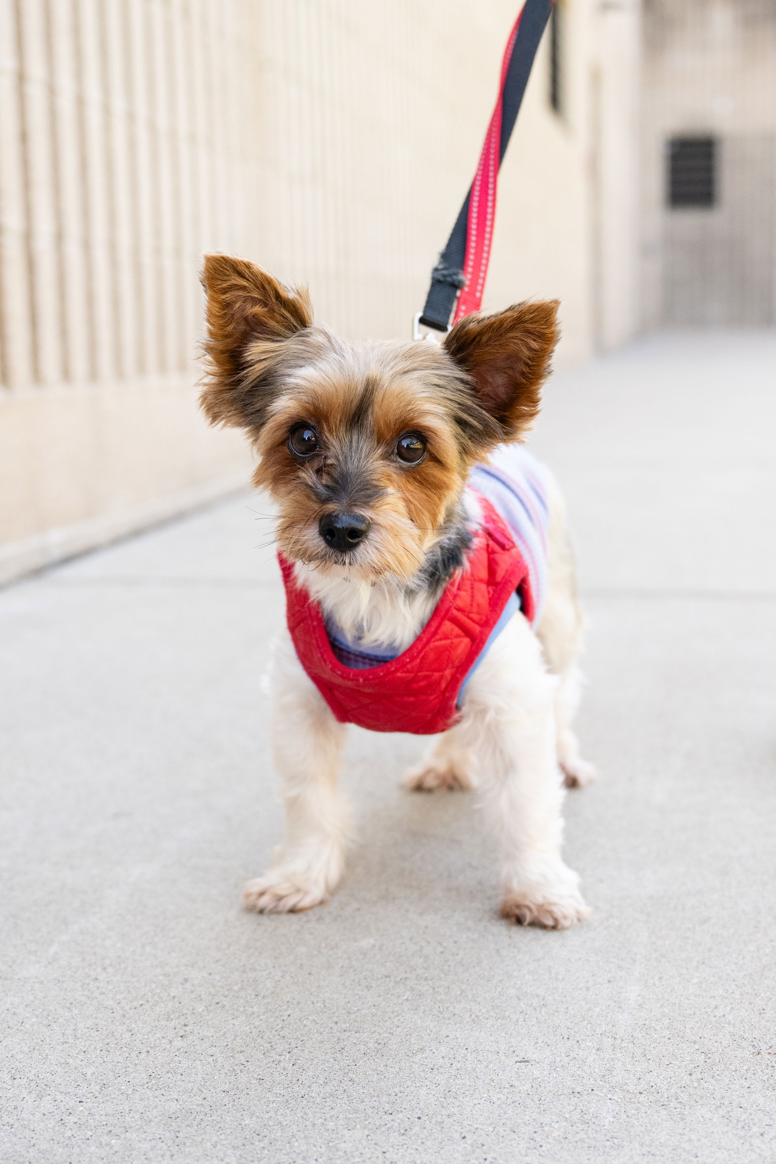 adoptable Dog in Minneapolis, MN named Debbie