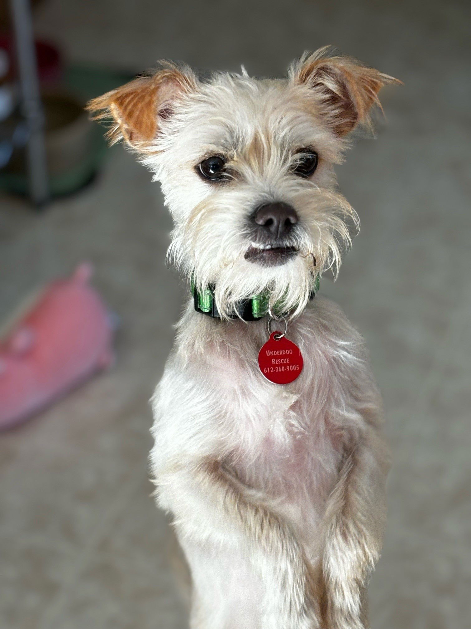 adoptable Dog in Minneapolis, MN named Tater Tot