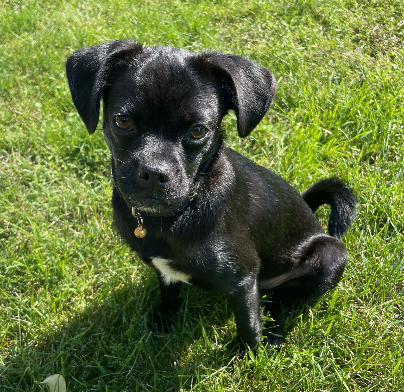 adoptable Dog in Minneapolis, MN named Piper