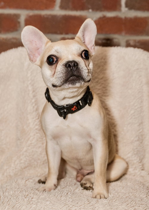 Brussels, an adoptable French Bulldog in St. Louis Park, MN