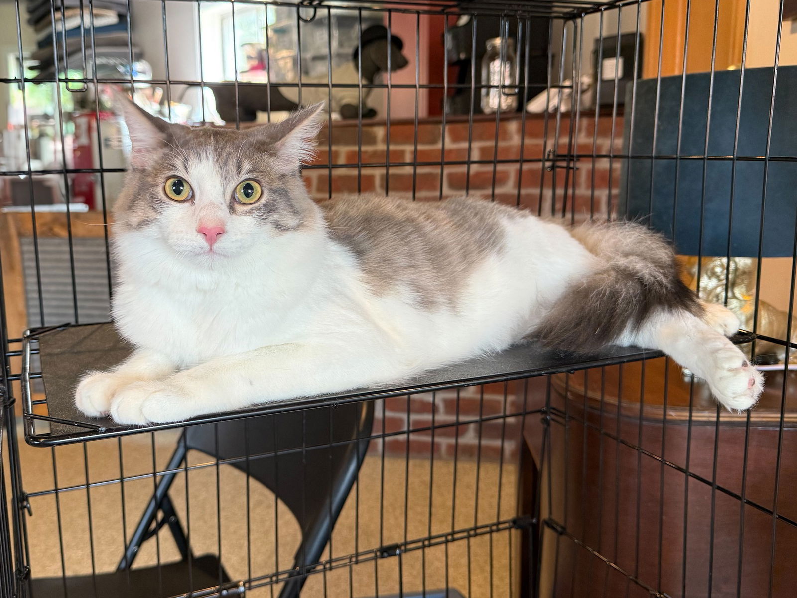 adoptable Cat in Minneapolis, MN named Loki