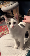 Lu
