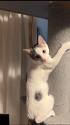 Lu