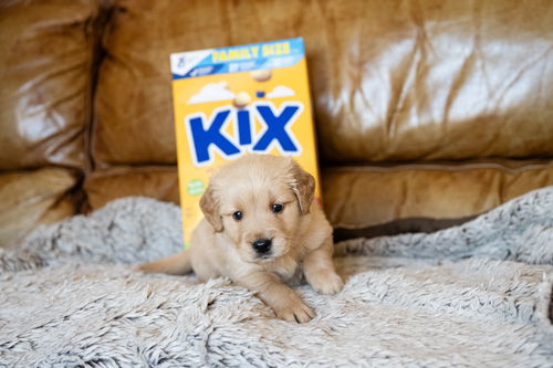 Kix