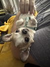 Cosette