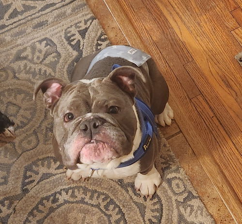 Otis