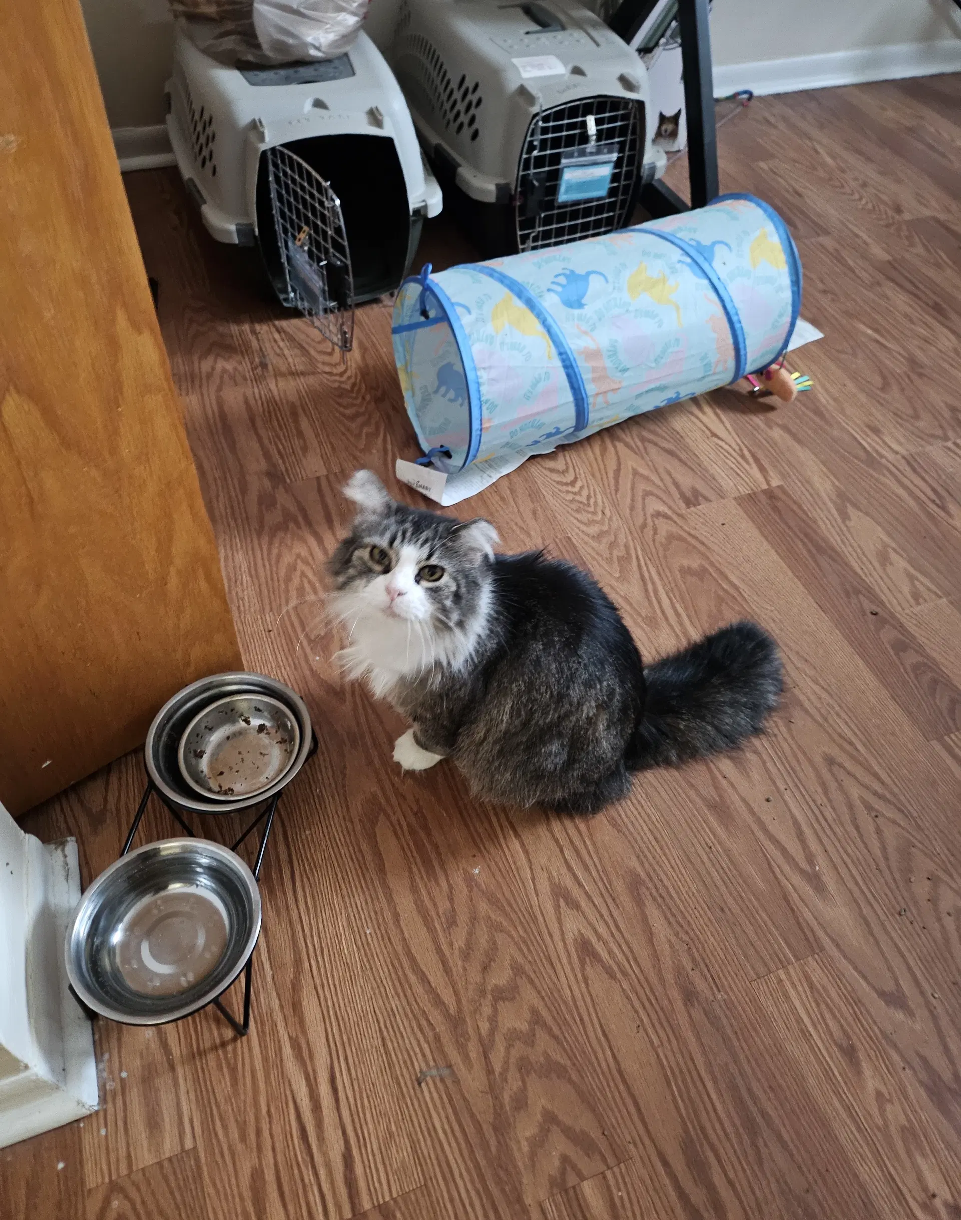 Cleo image 4