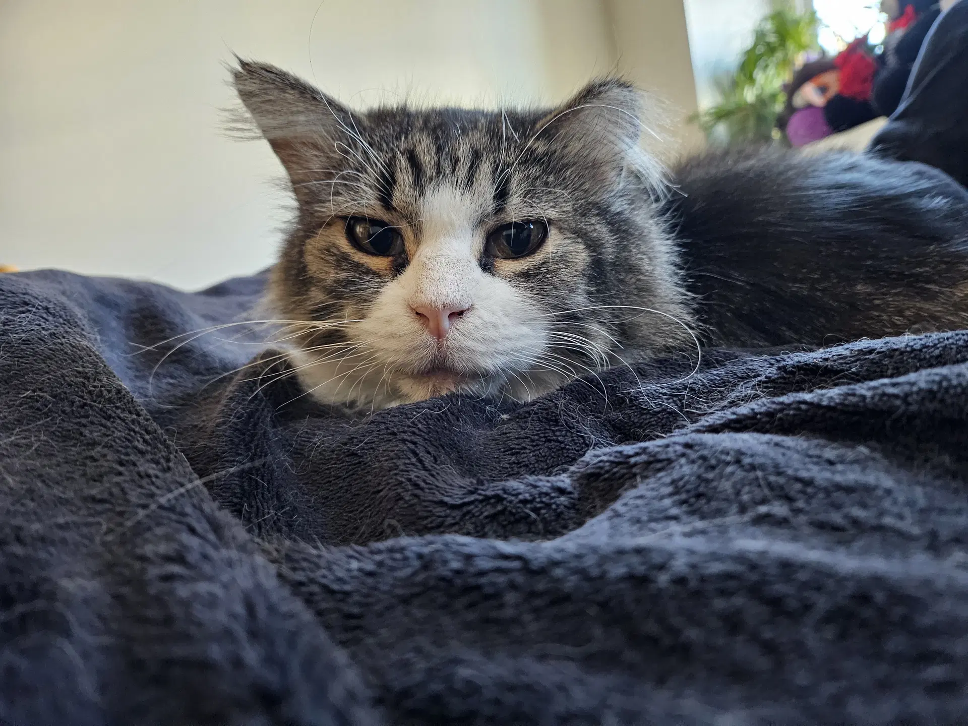 Cleo image 2