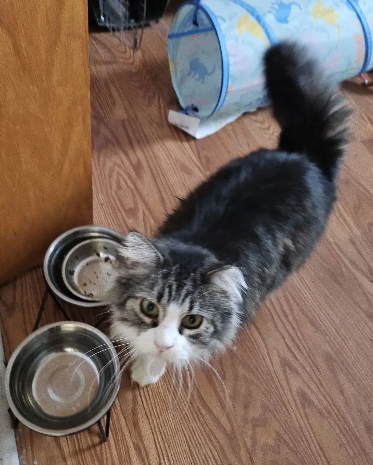 Cleo - Tabby