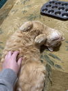 Billy