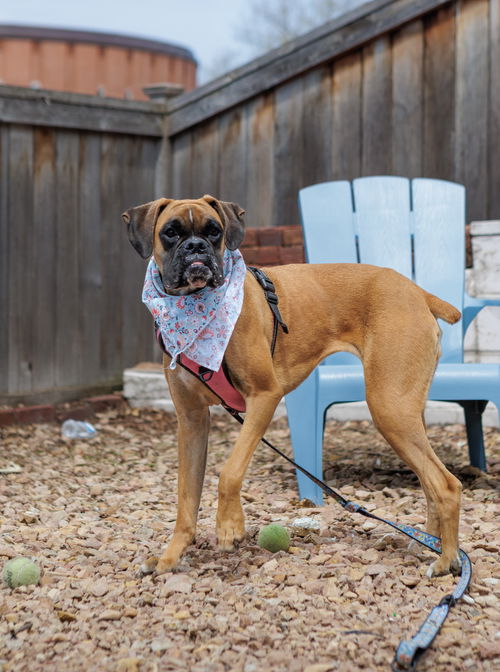 picture of the dog needing adoption