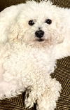Toto