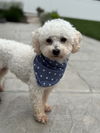 adoptable Dog in minneapolis, MN named Toto